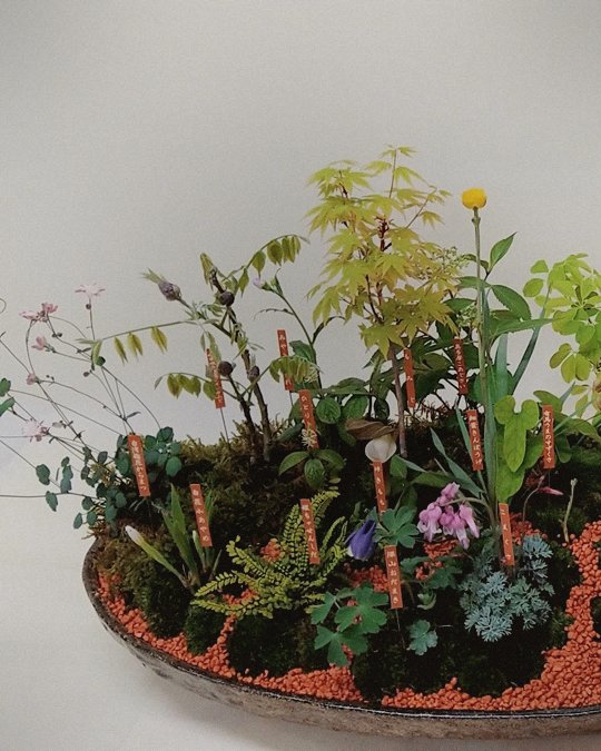 いけばなの盛花作品