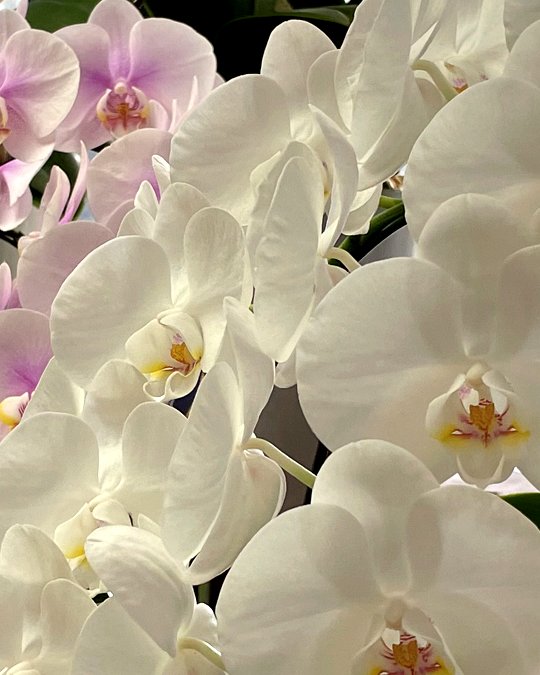 胡蝶蘭の花