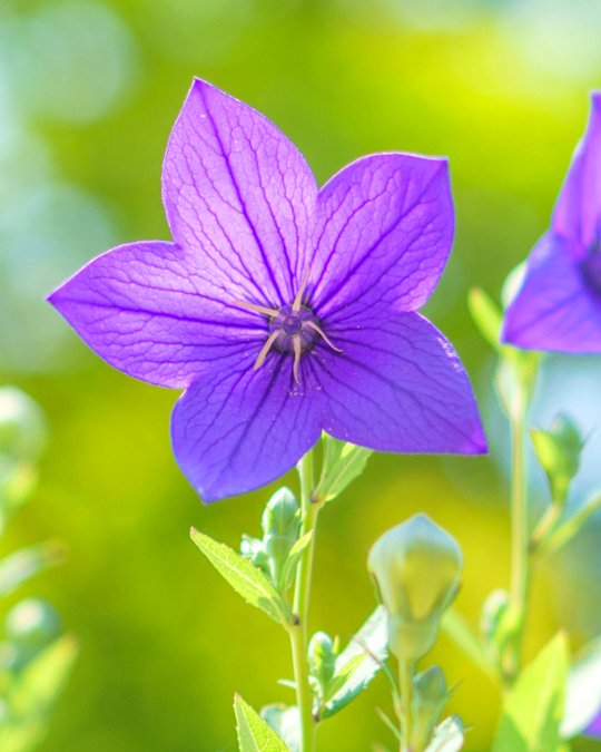 桔梗の花